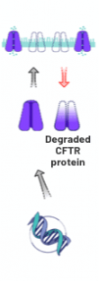 Image showing degraded CFTR