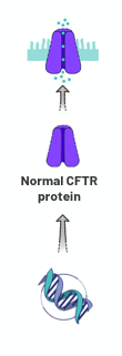 Image showing normal CFTR Protien