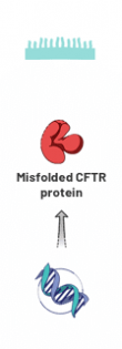 Image showing misfolded CFTR