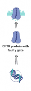 Image showing CFTR Protein with Faulty gate