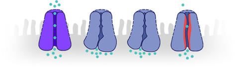 Image showing CFTR proteins not working effectively